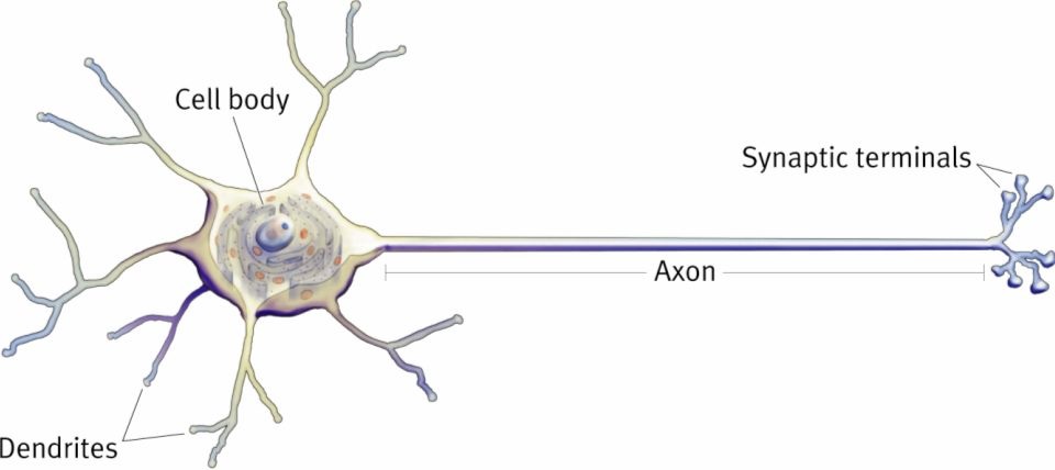 neuron